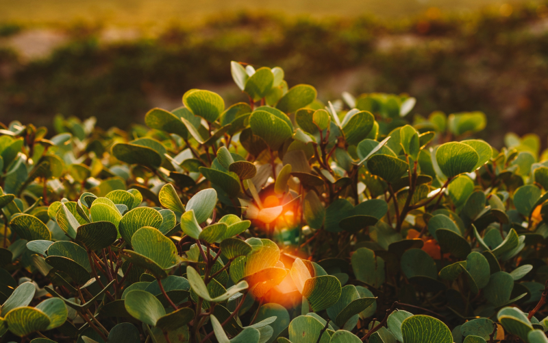 Piante in autunno alla golden hour